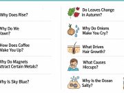 The Science Behind Everyday Phenomena: 10 Common Questions Explained Everyday Phenomena