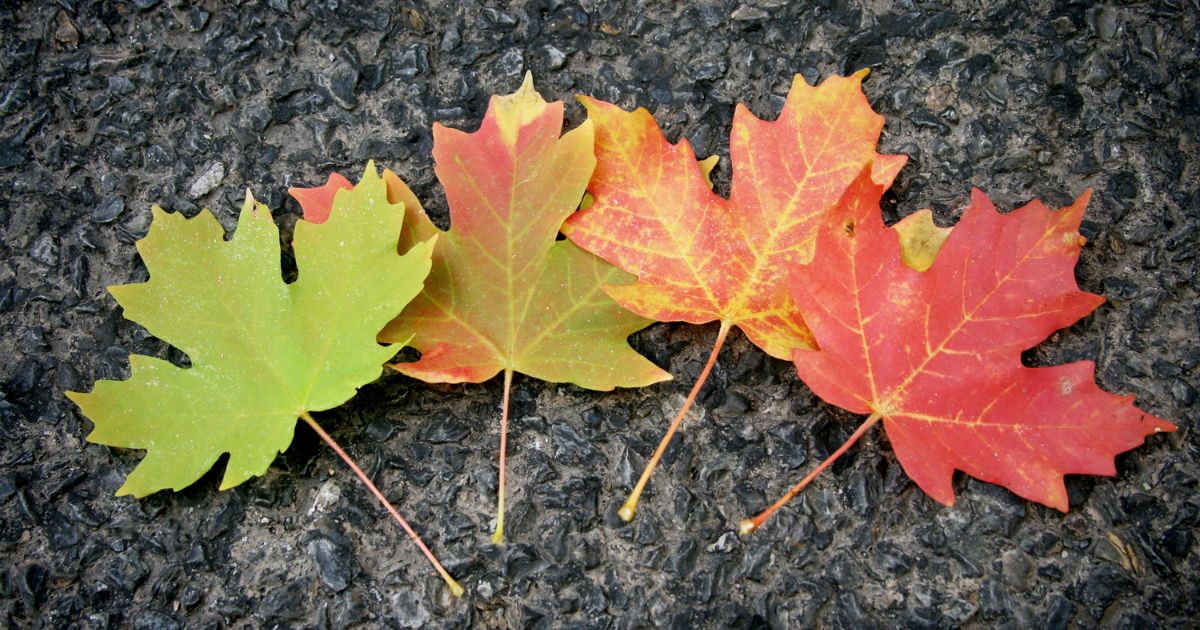 Leaves Change Color in Autumn